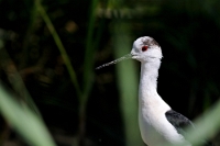 16992 Himantopus himantopus (Cavaliere d'Italia)